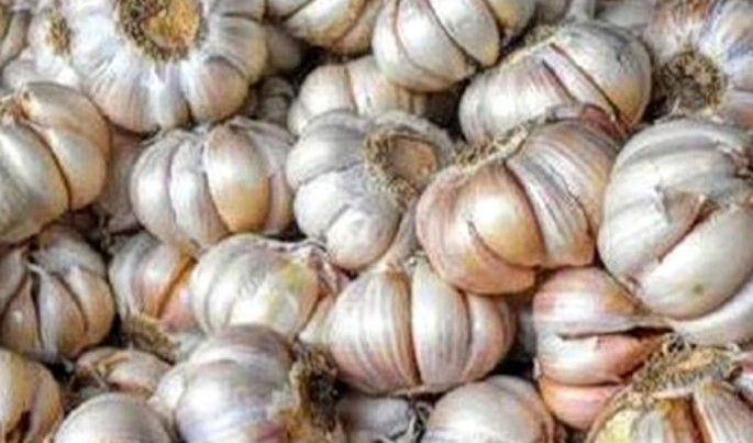 Foto Illustrasi Bawang Putih.Foto/Ist/ECONOMICZONE