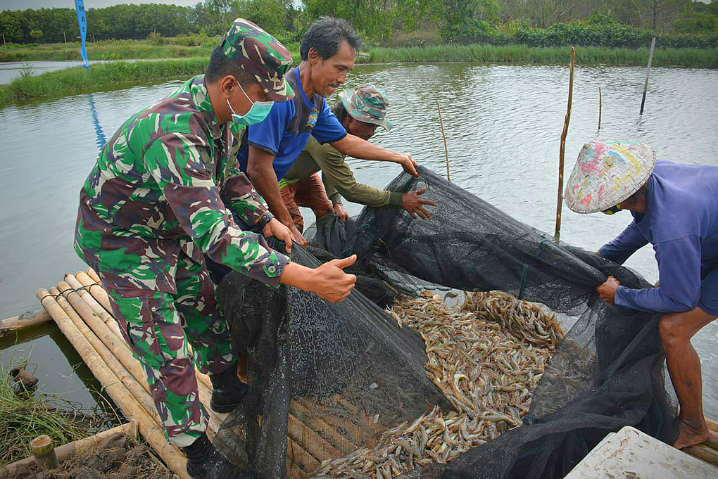 Panen Udang Vaname di Tambak Koarmada I 