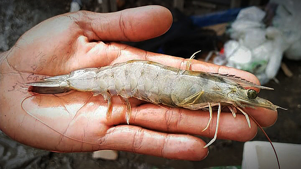 Panen Udang Vaname di Tambak Koarmada I 