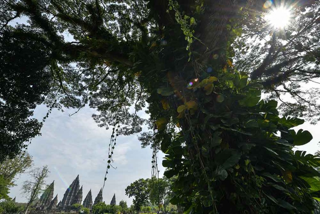 Candi Prambanan Tampil Asri di Balik Rindangnya Alam