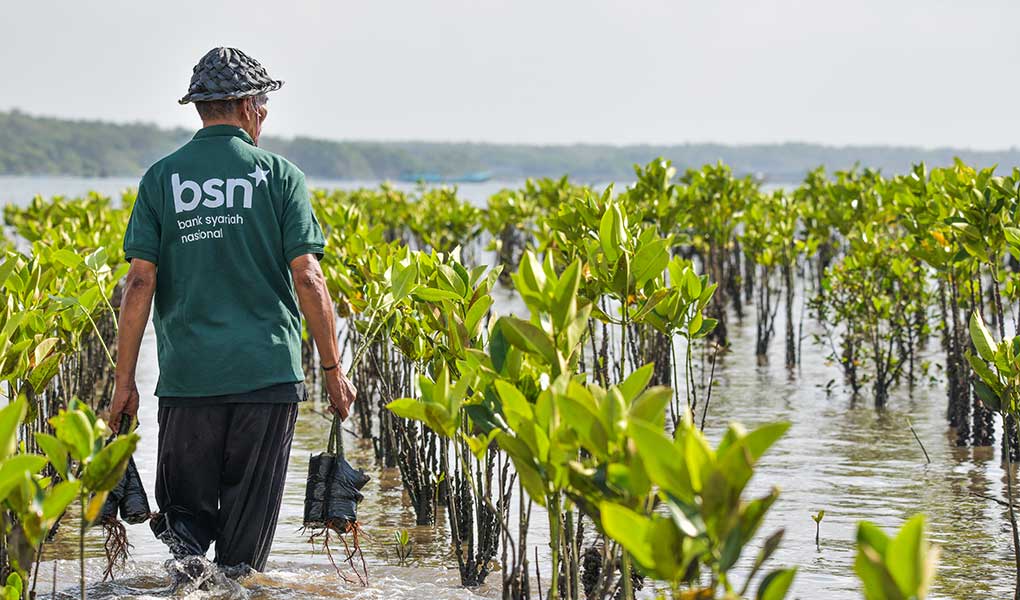 Hari Mangrove Sedunia 2026, Bank BSN Dorong Pelestarian Ekosistem Pesisir